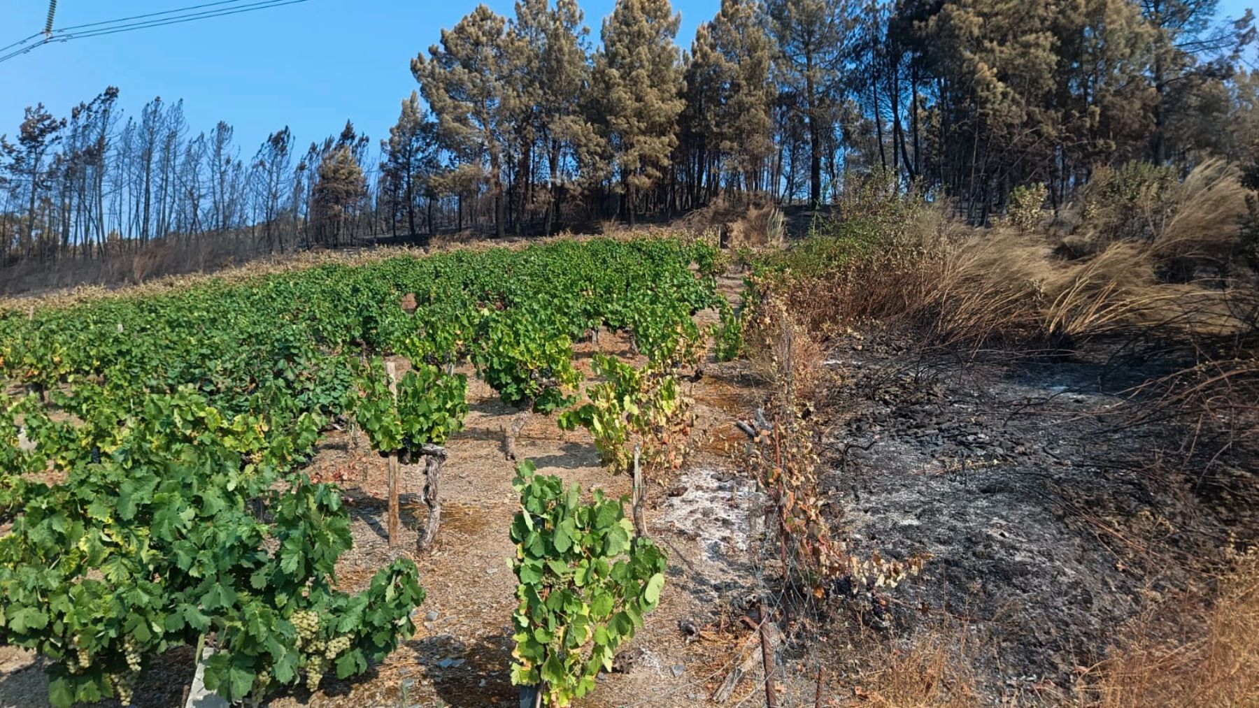 Viñedos en Valdeorras (Orense) cumplieron a función de cortafuegos en uno de los incendios más graves de Galicia. (Foto: EFE).