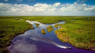 Everglades Florida