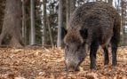 Estrategia de un jabalí para huir de los cazadores, jabalí se esconde durante dos años de la caza, jabalí y cómo se comporta en la naturaleza, jabalí sobrevive a caza.