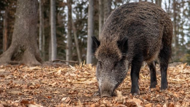 Estrategia de un jabalí para huir de los cazadores, jabalí se esconde durante dos años de la caza, jabalí y cómo se comporta en la naturaleza, jabalí sobrevive a caza.