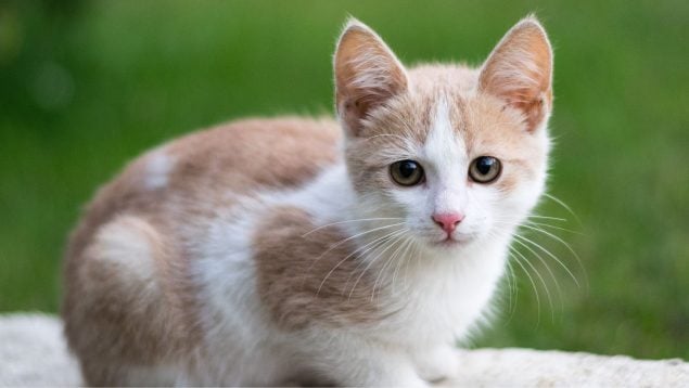 Multas de hasta 200.000 € a los dueños de gatos