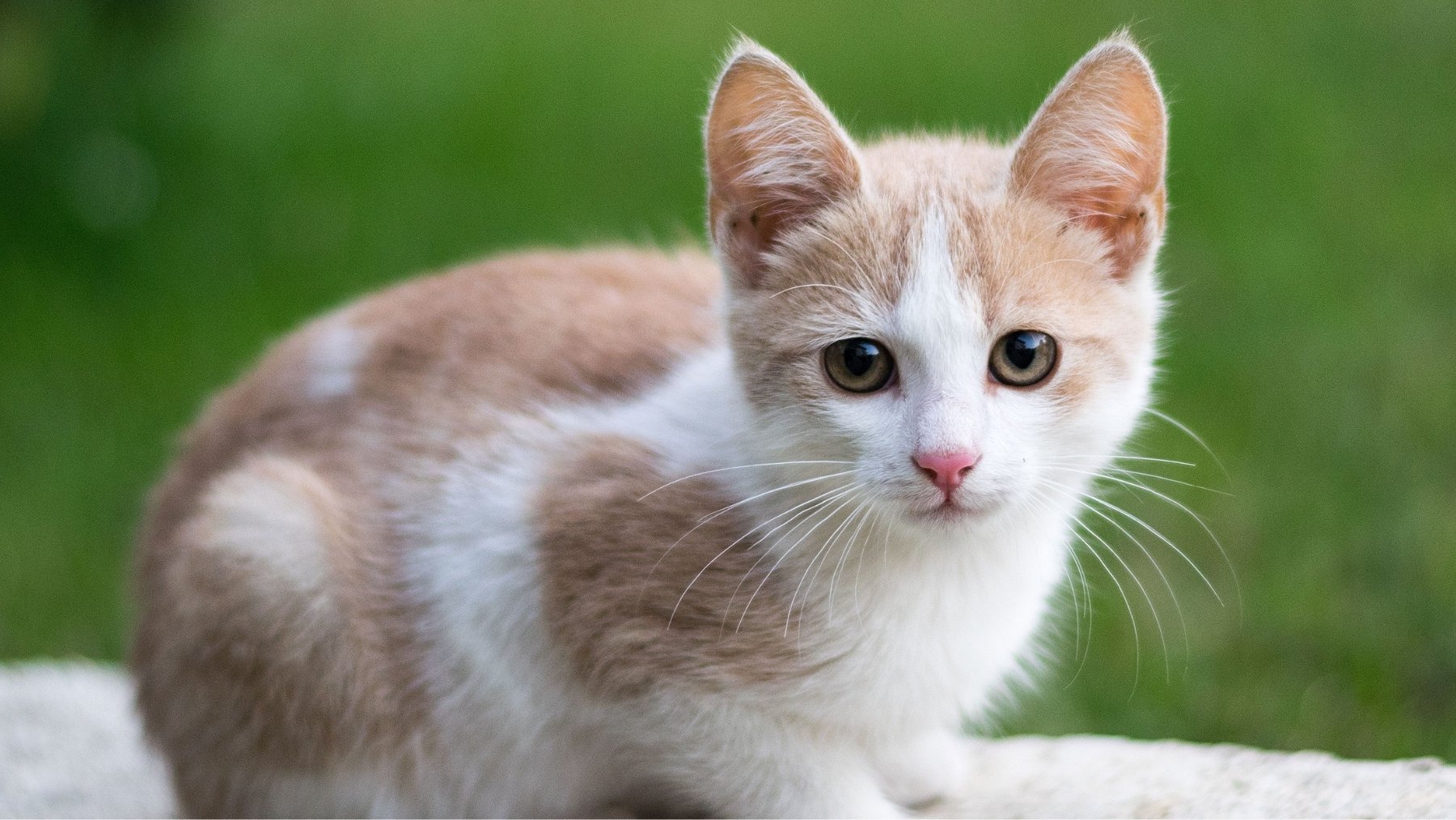 Palo histórico a los dueños de gatos: la nueva ley te puede costar 200.000 € si cometes este error