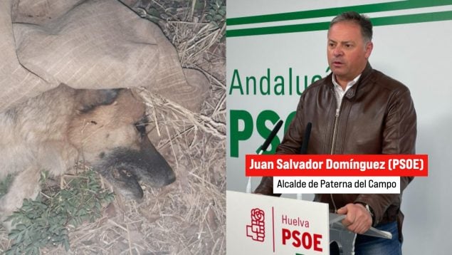 perro alcalde