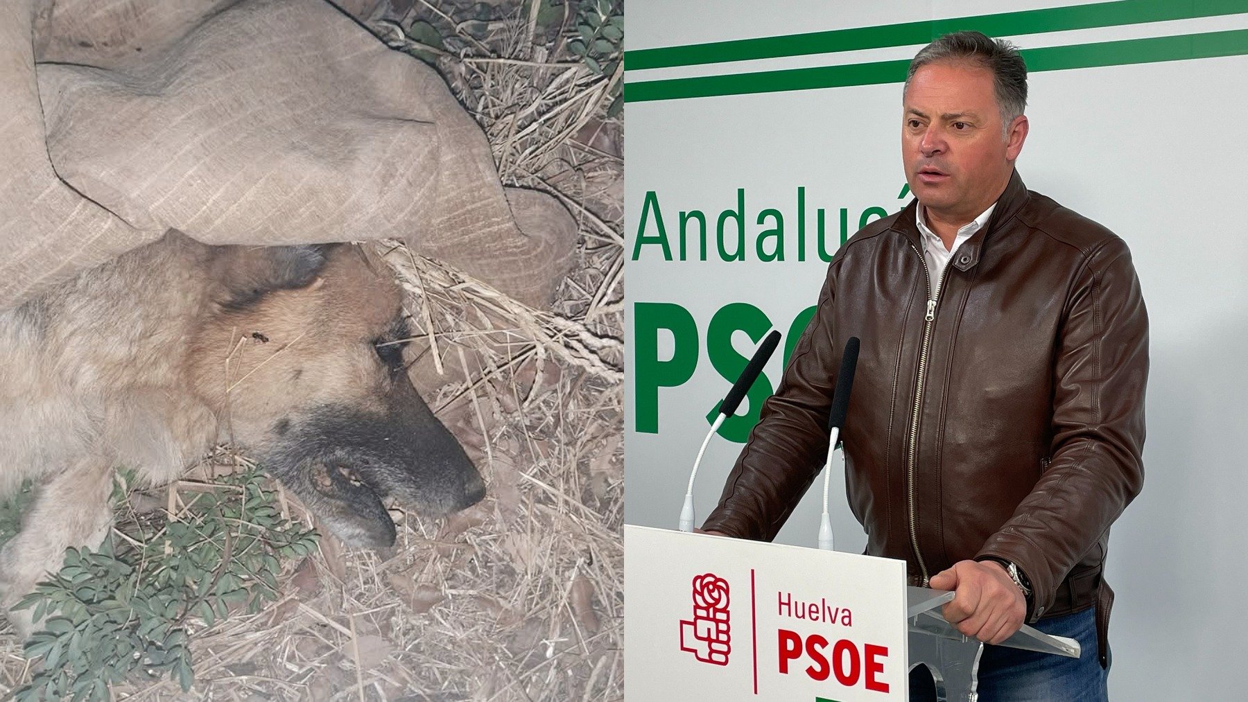Envenenan al perro de un alcalde de Huelva tras suspender las vaquillas: «¿Hasta aquí vais a llegar?»