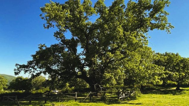 árbol más bonito de Extremadura