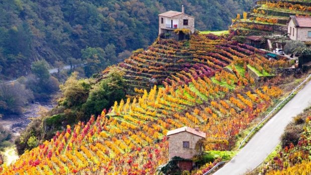 Viñedos en la Ribeira Sacra.