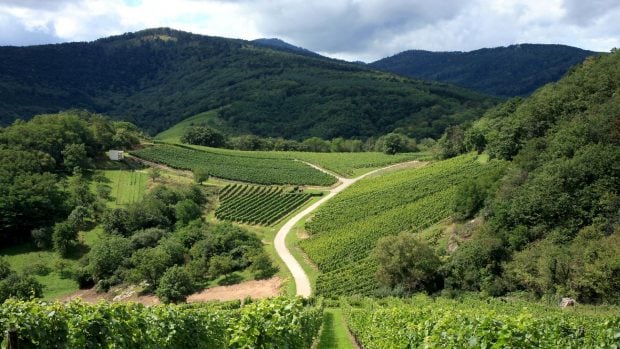 Viñedos entre bosques.