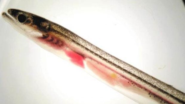 anguila