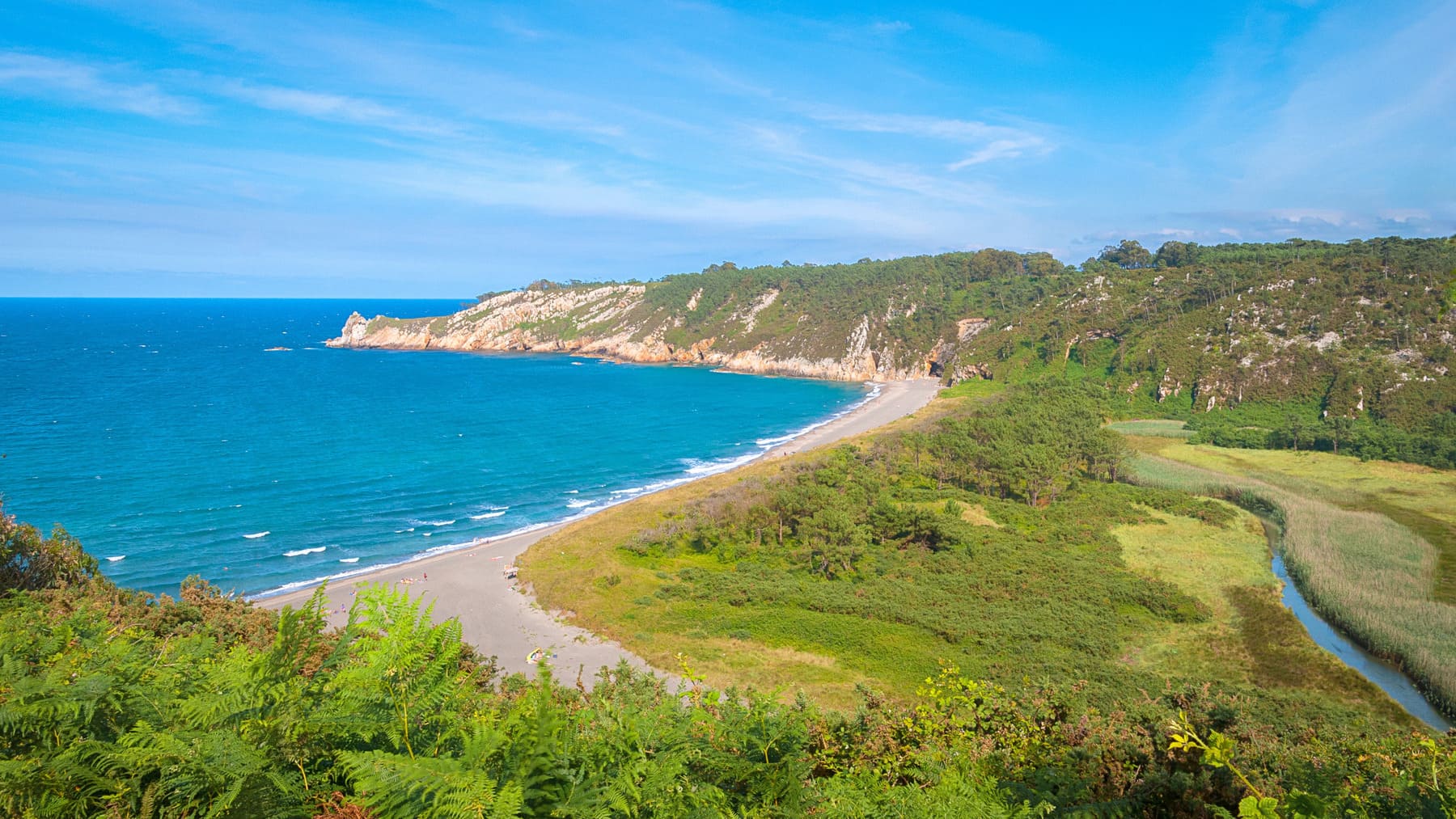 Los científicos alertan por la expansión de la «velutina del mar» en Asturias: no es una plaga, pero puede alterar ecosistemas