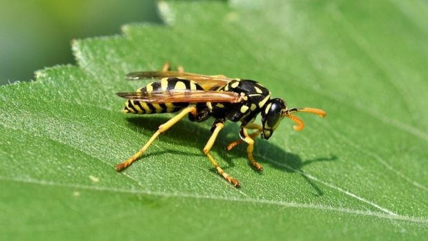Avispa asiática