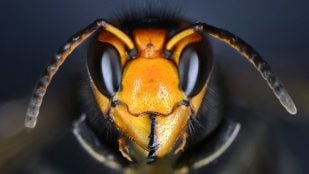 avispa asiática