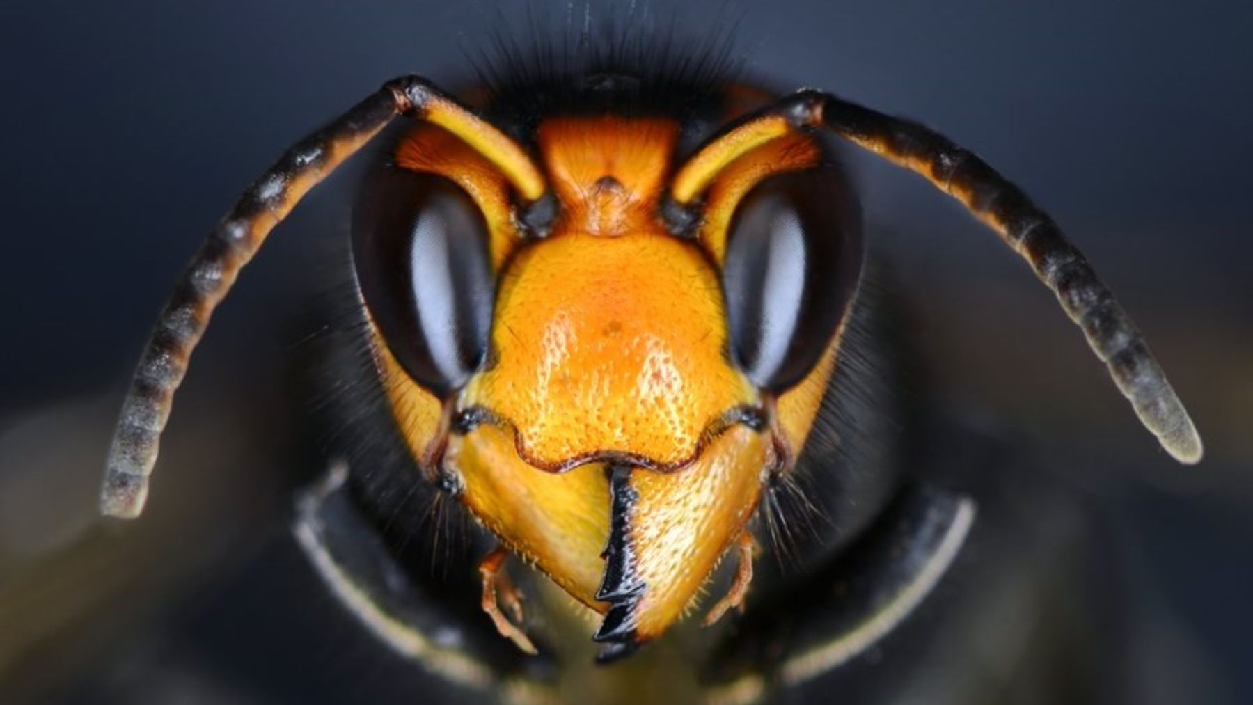 Cabeza de avispa asiática. (Foto:EP).