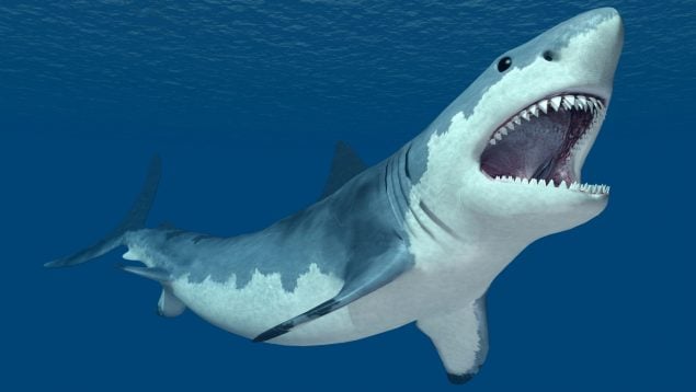 Tiburón