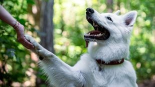 Cómo saber cuál es la pata dominante de tu perro, truco para saber si tu perro es diestro o zurdo, personalidad perros zurdos, personalidad perro diestro, trucos para saber pata importante del perro.