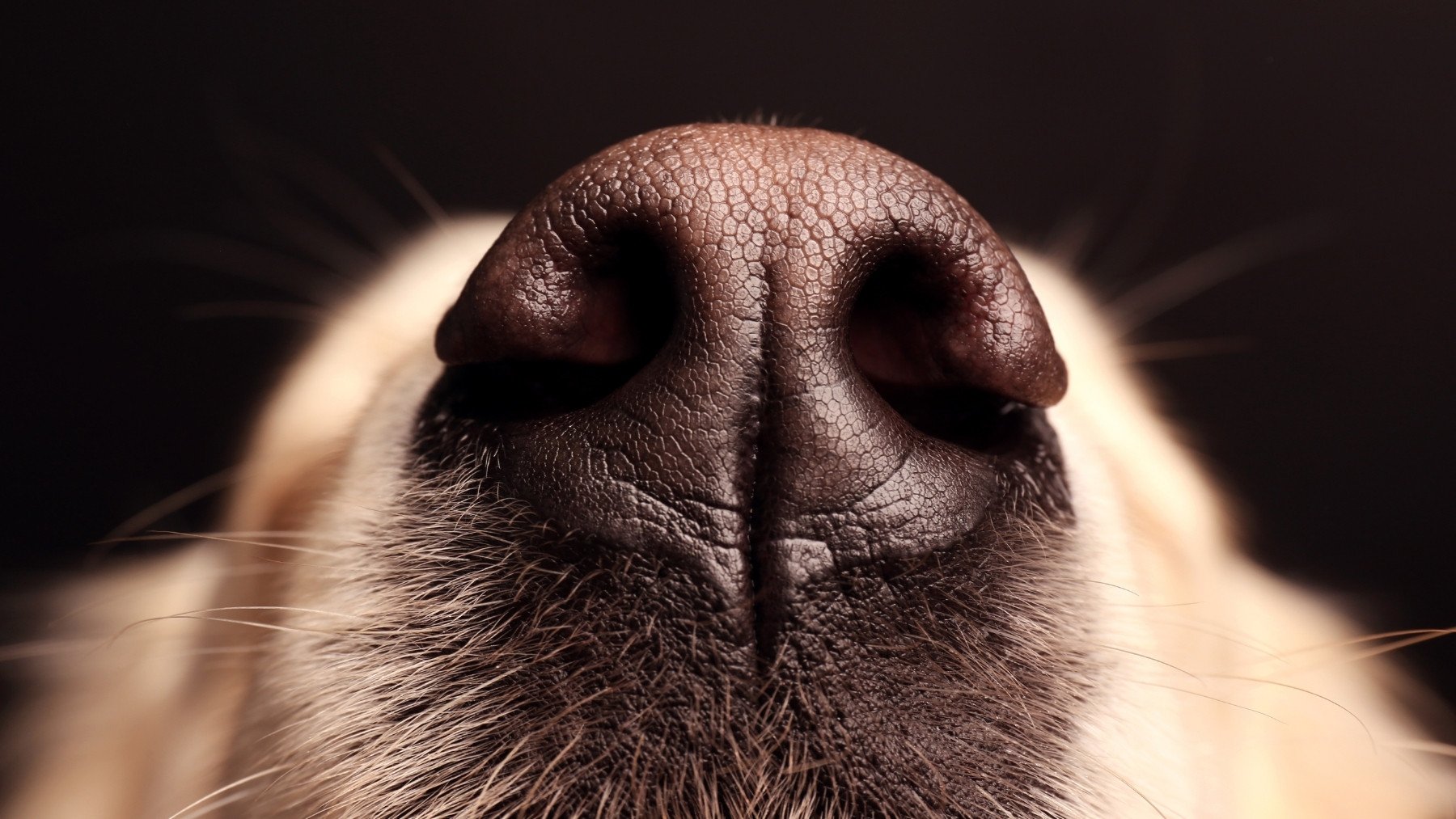 Casi nadie lo sabe pero el surco que tiene tu perro en la nariz es muy importante, según los veterinarios