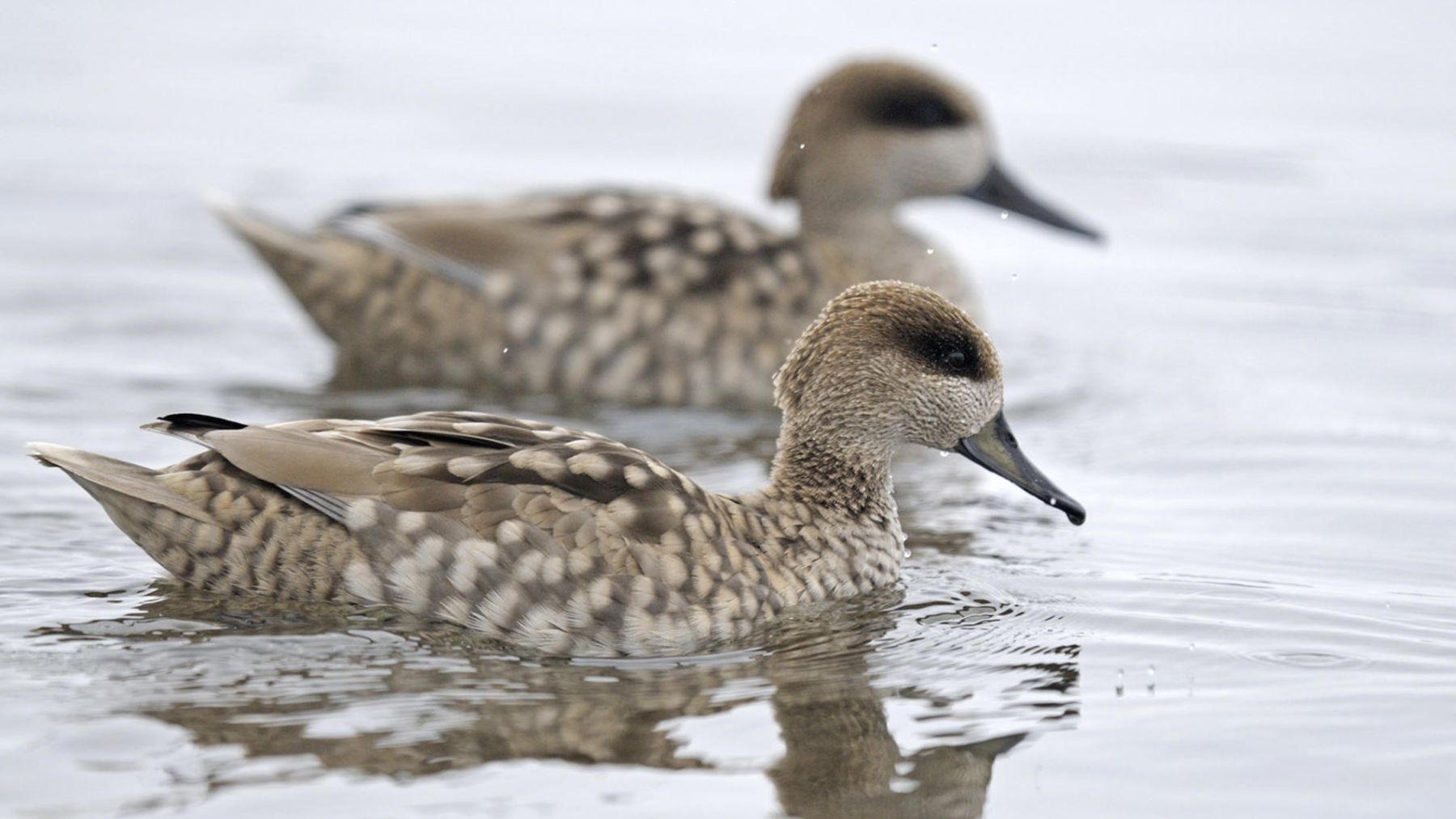 La inteligencia artificial puede contribuir a la protección de especies como la cerceta pardilla, ave en peligro crítico conocida por ser el pato más amenazado en Europa. (FOTO: EFE).