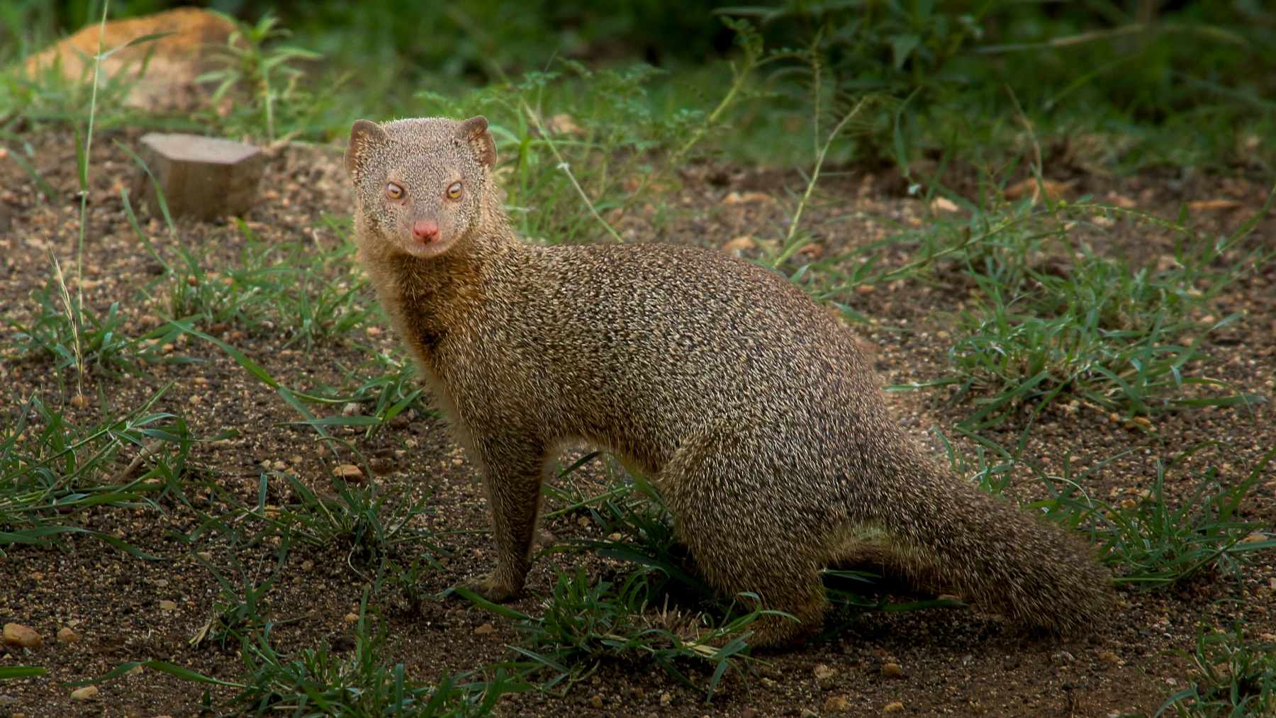 No es una plaga, pero está causando problemas: los expertos alertan por la expansión en España de este animal
