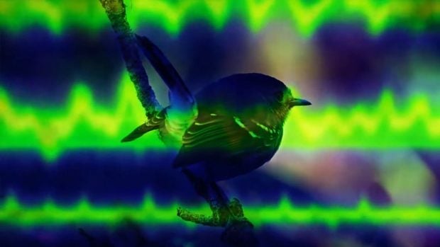 Así trabaja la inteligencia artificial de Google para proteger especies en peligro de extinción 