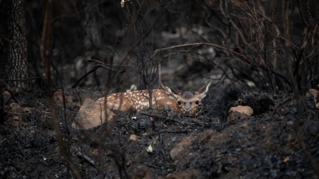 fauna afectada la culebra