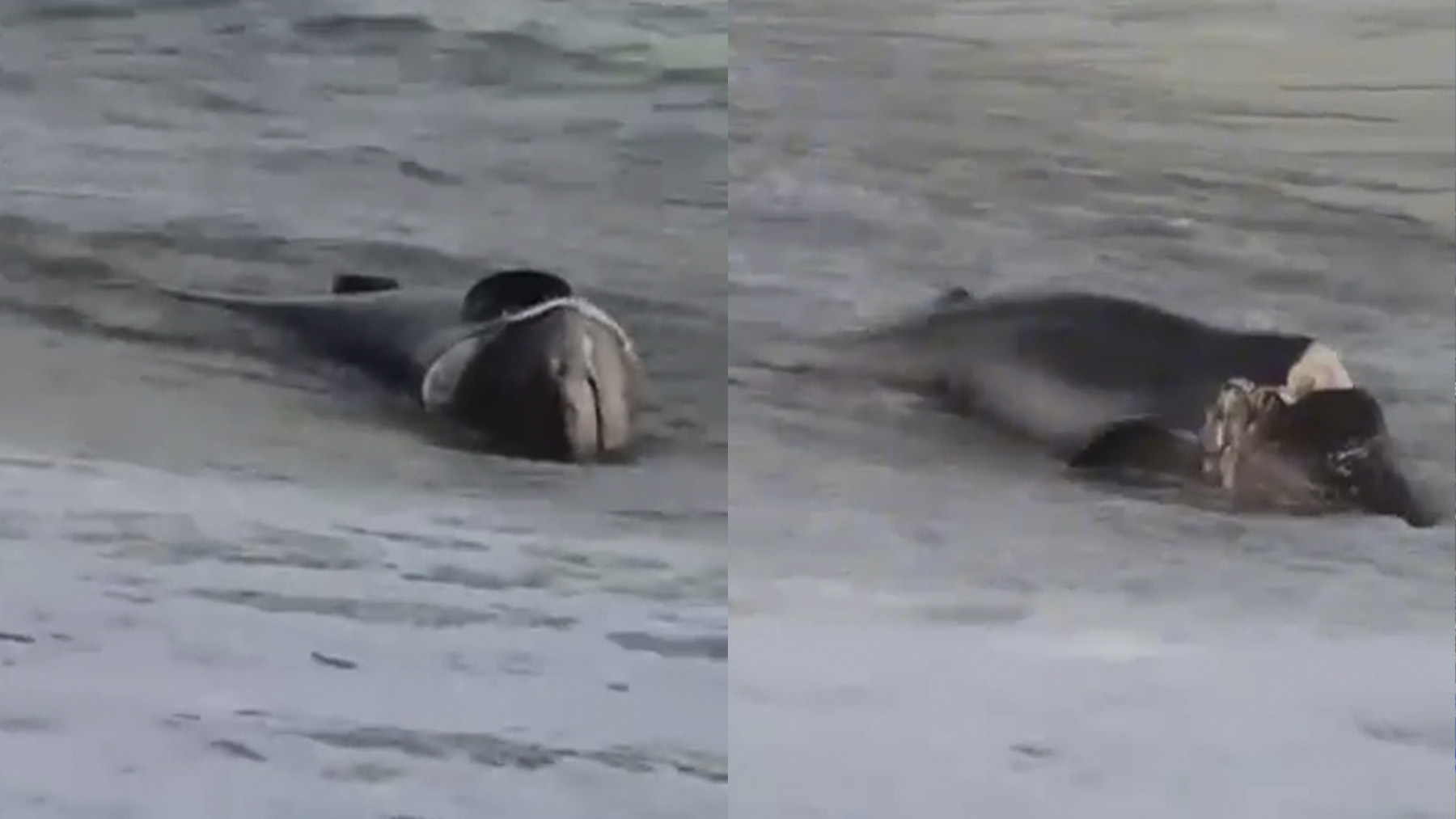Hallan un tiburón muerto en la playa de Can Pere Antoni de Palma