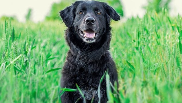 El perro te huele la entrepierna