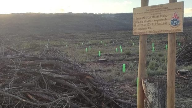 reforestación zamora
