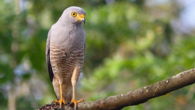 Sorpresa de los ornitólogos por el comportamiento de un ave que se daba por extinta, aves en peligro de extinción, aves en España, ave, Gavilán, desaparición Gavilán.