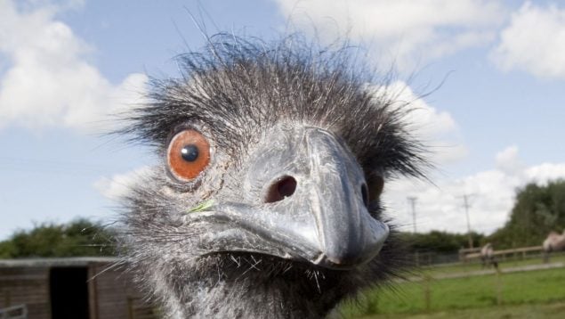 Animal, Australia, ave, curiosidades, fauna
