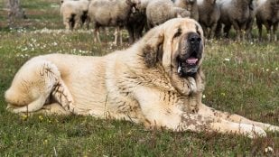 Pastilla vida perro