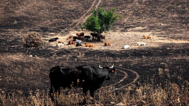 incendio tres cantos arbol
