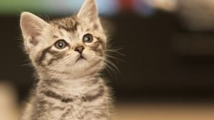 Gatos