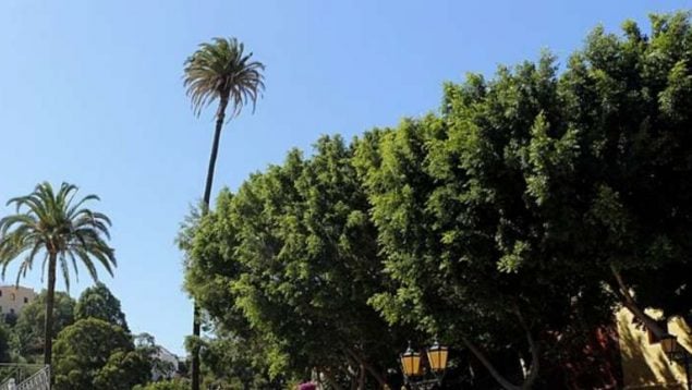Palmera, naturaleza, Canarias