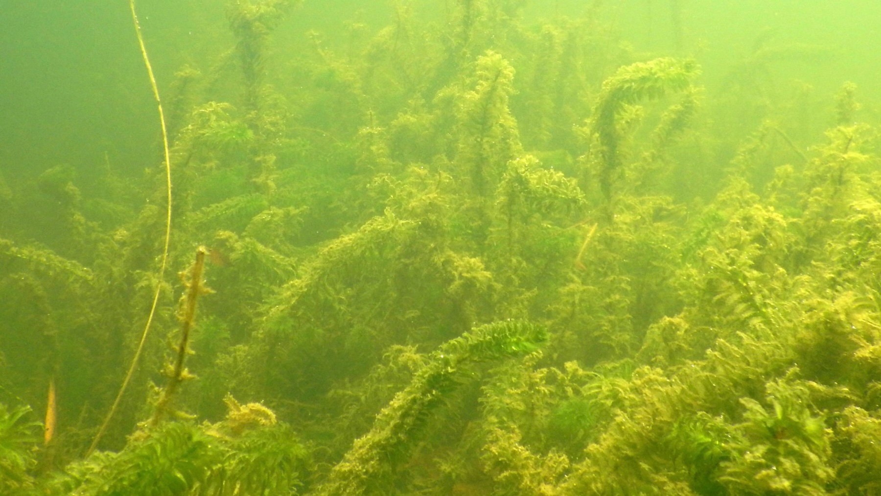 Egeria densa. Imagen: Lamiot.