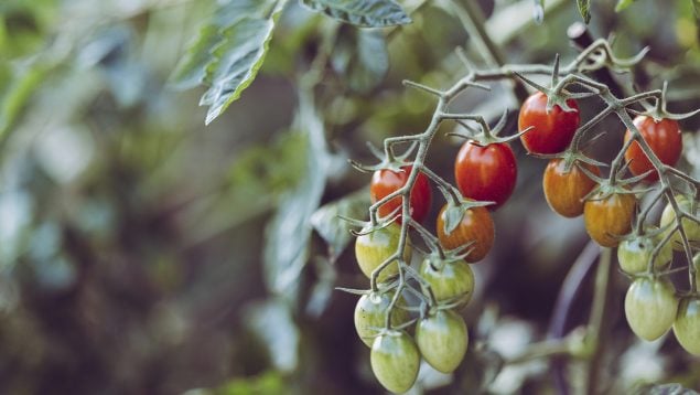 Sembrar tomates