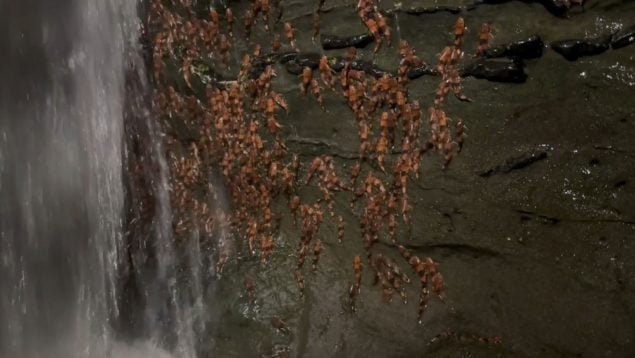 Siluros, peces, naturaleza