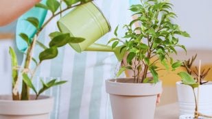 Truco para saber si las plantas necesitan agua