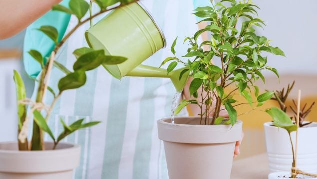 Truco para saber si las plantas necesitan agua