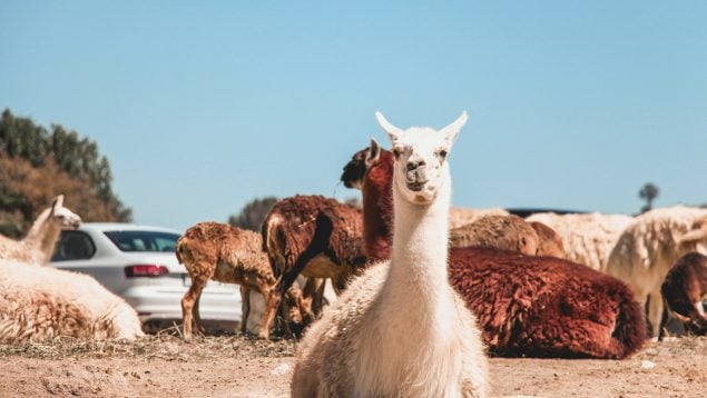 Alpaca