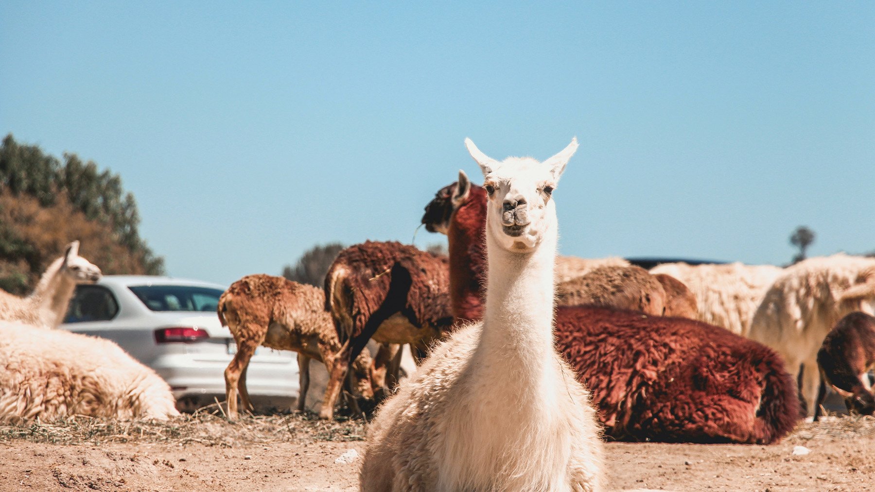 Alpacas de varios colores. Foto: Pexels.