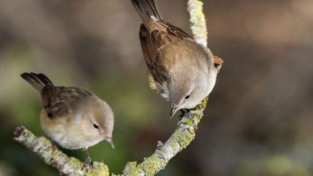 Aves, animales, curiosidades