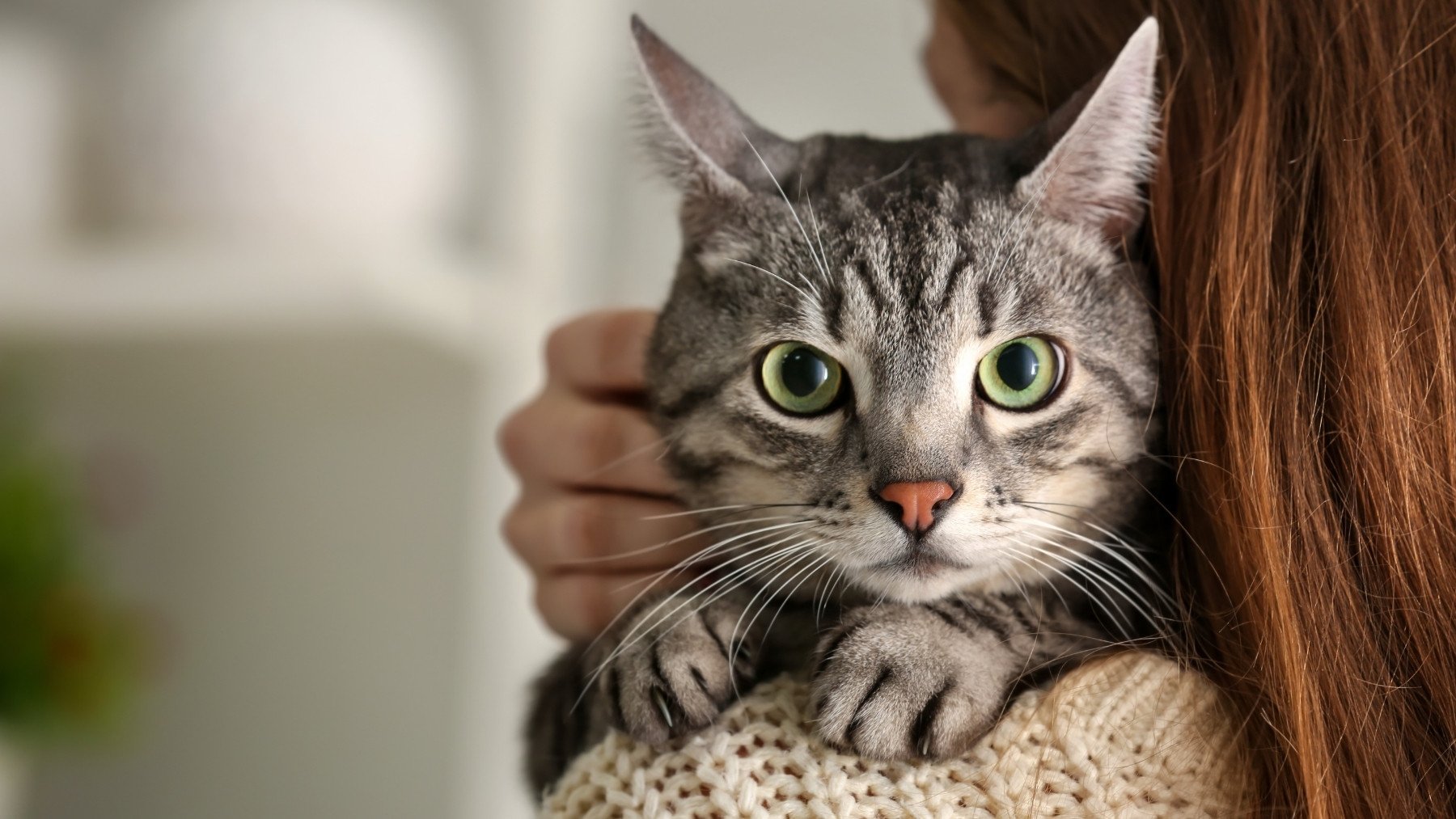 Aviso urgente a los dueños de gatos si tienes esto en casa: lo usas a diario pero las consecuencias son fatales