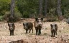 Jabalí, animal, curiosidades