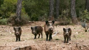 Jabalí, animal, curiosidades