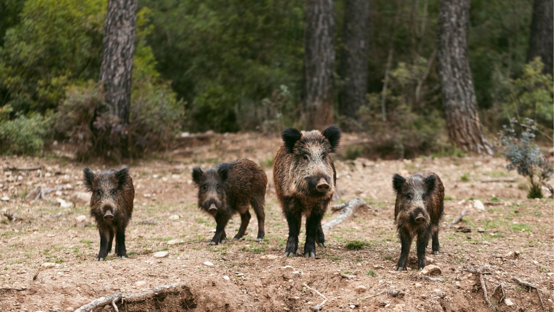 Jabalíes. Foto: Freepik