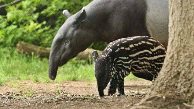 Animal, evolución, curiosidades