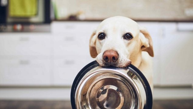 Alimentación perros