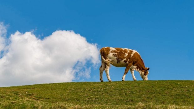 algas vacas
