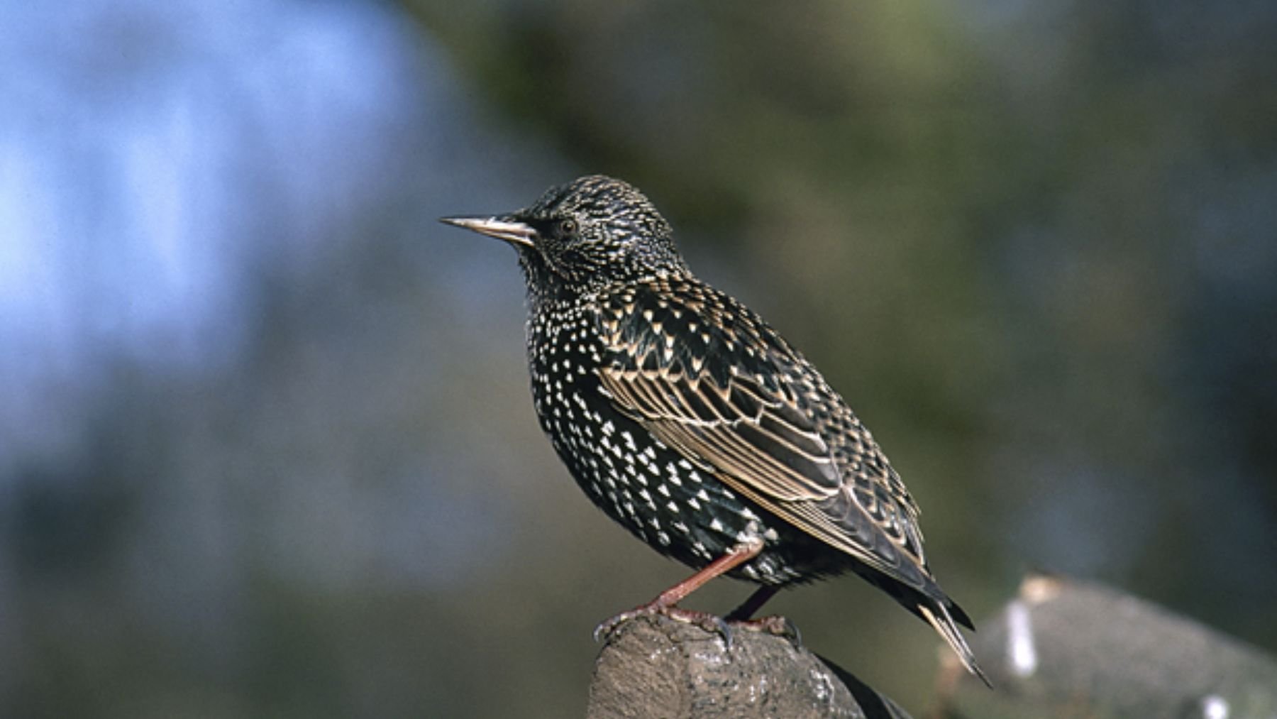 Estornino pinto. Foto: SEO Bird Life