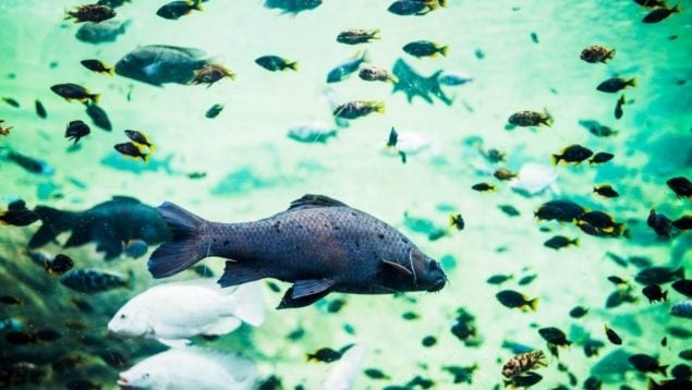 Peces picaduras de mosquito
