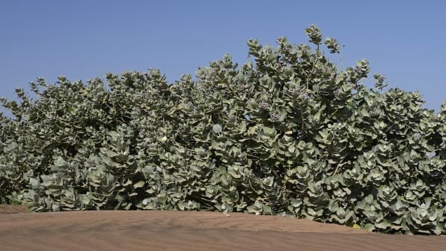 Calotropis procera, planta, especie invasora